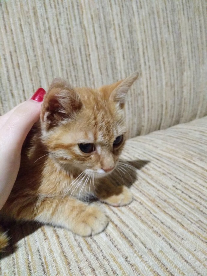 Kediler neden bu kadar güzel hayvanlar?