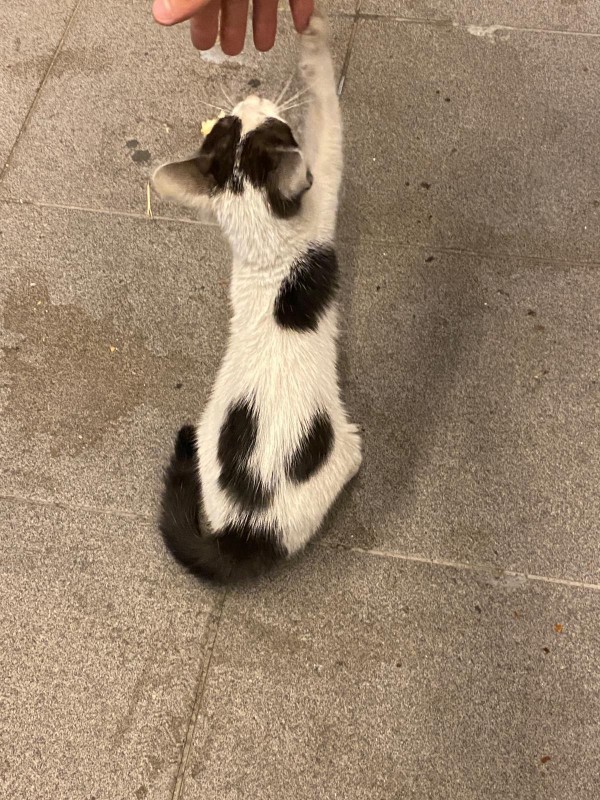 Kediler neden bu kadar güzel hayvanlar?