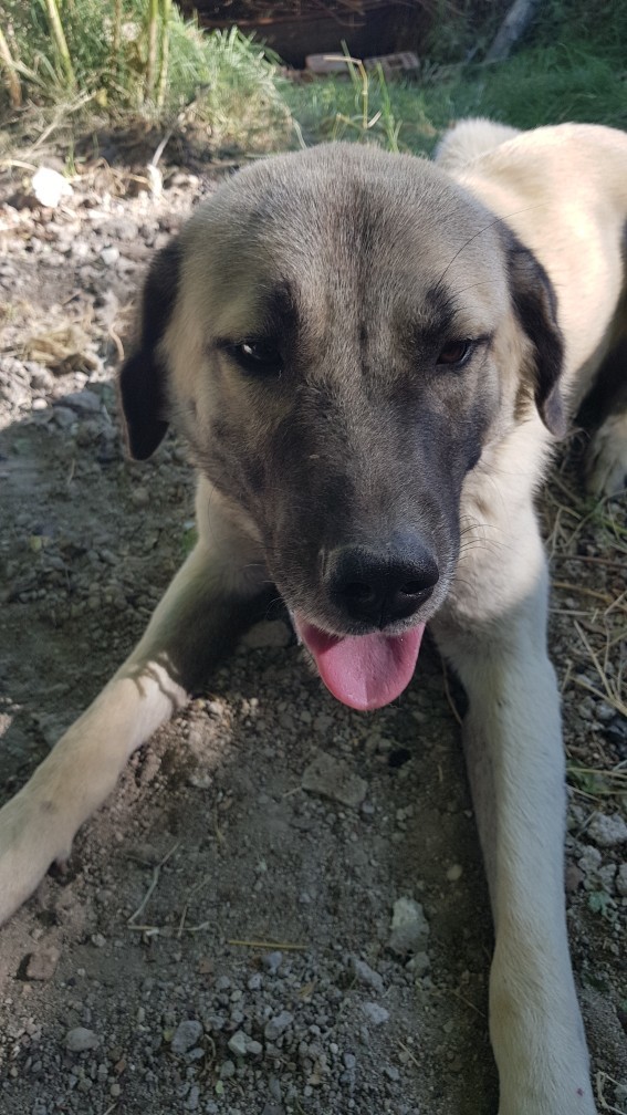 Kediler neden bu kadar güzel hayvanlar?