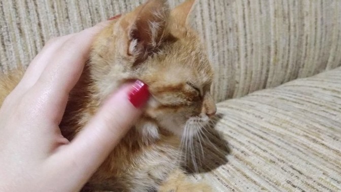 Kediler neden bu kadar güzel hayvanlar?