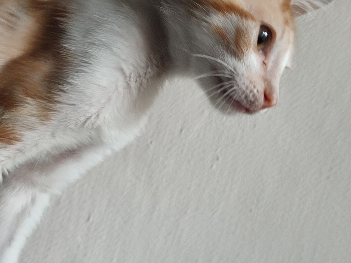 Sofra görünce kedimin gözü dönüyor. Bu yakışıklıyı nasıl eğitebilirim?
