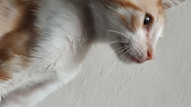Sofra görünce kedimin gözü dönüyor. Bu yakışıklıyı nasıl eğitebilirim?