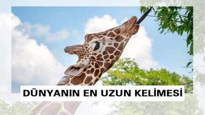 Google'de aradığınız en uzun kelime hangisiydi?