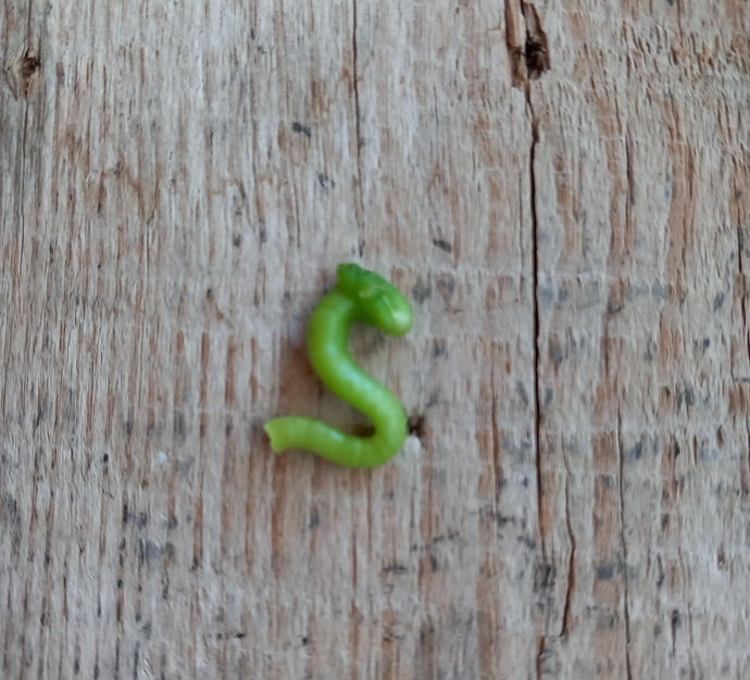 ssssss