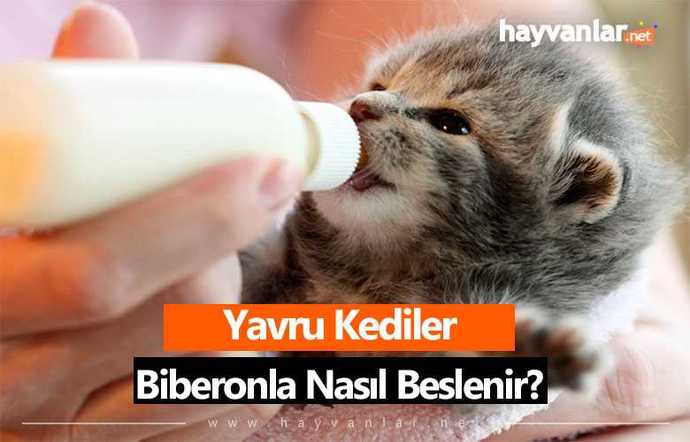 Neli pizza seversiniz?