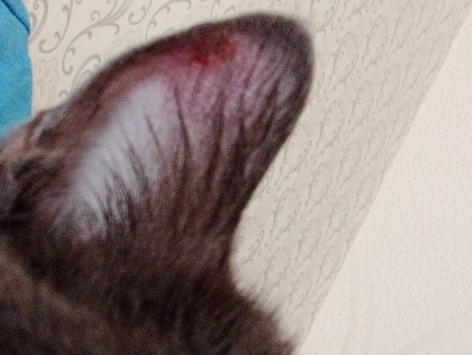 Kedimin kulağında yara olmuş, veterinere götürmeye gerek var mı?