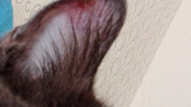 Kedimin kulağında yara olmuş, veterinere götürmeye gerek var mı?