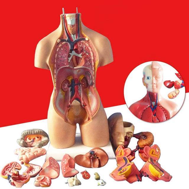 Bir vücutta hangi organlar kümesi olmak isterdiniz?