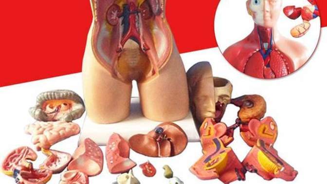 Bir vücutta hangi organlar kümesi olmak isterdiniz?