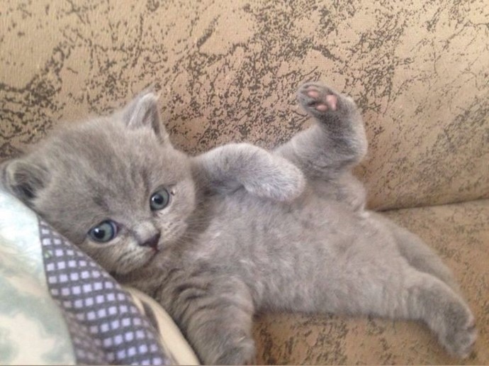 🐾