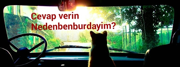 Evde kedi beslemek günah diyenler var bu hurafe midir yoksa günah midir sizce?