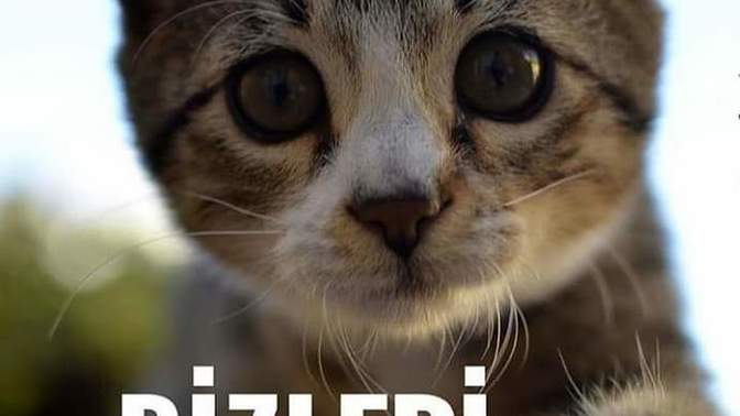 Canlara su ve mama verdiğin zaman çektiğin fotoğrafı bizimle paylaşır mısın?