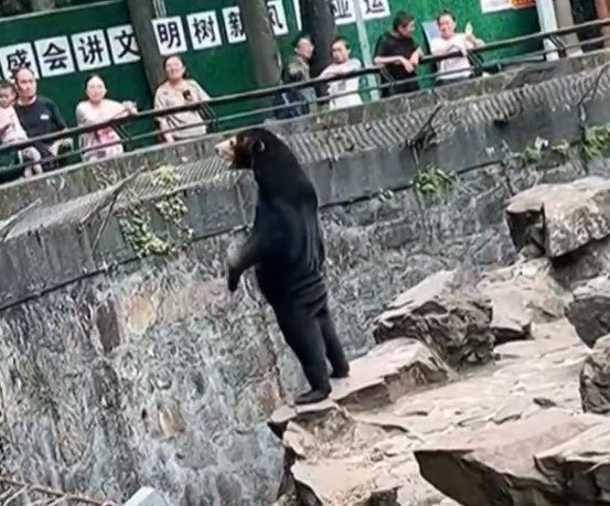 Çindeki hayvanat bahçesinde ayıların yerine, ayı kostümü giydirilmiş insanların çalıştırıldığı iddia edildi! Sizce olabilir mi?
