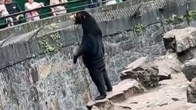 Çin'deki hayvanat bahçesinde ayıların yerine, ayı kostümü giydirilmiş insanların çalıştırıldığı iddia edildi! Sizce olabilir mi?
