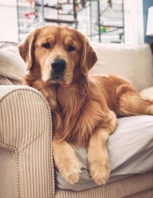 En sevdiğiniz hayvan hangisi, benim köpek 🐕💁🏻♀️💗?
