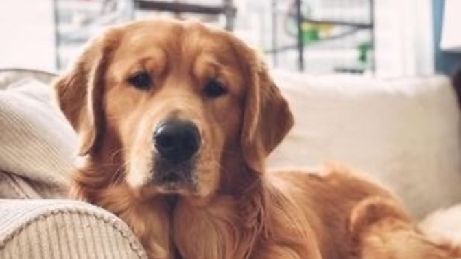 En sevdiğiniz hayvan hangisi, benim köpek 🐕💁🏻‍♀️💗?
