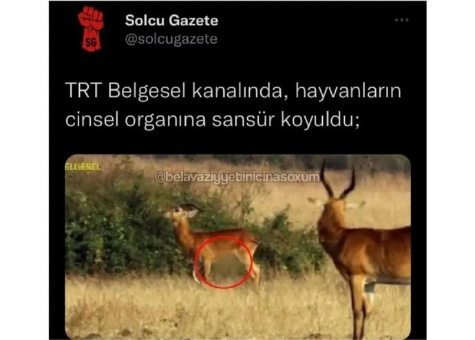 TRT belgesel kanalında Ceylanın cinsel organı sansürlendi doğru mu bu yapılan?