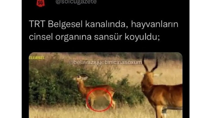 TRT belgesel kanalında Ceylan'ın cinsel organı sansürlendi doğru mu bu yapılan?