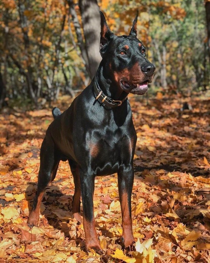 Köpek mi yoksa kedi mi?