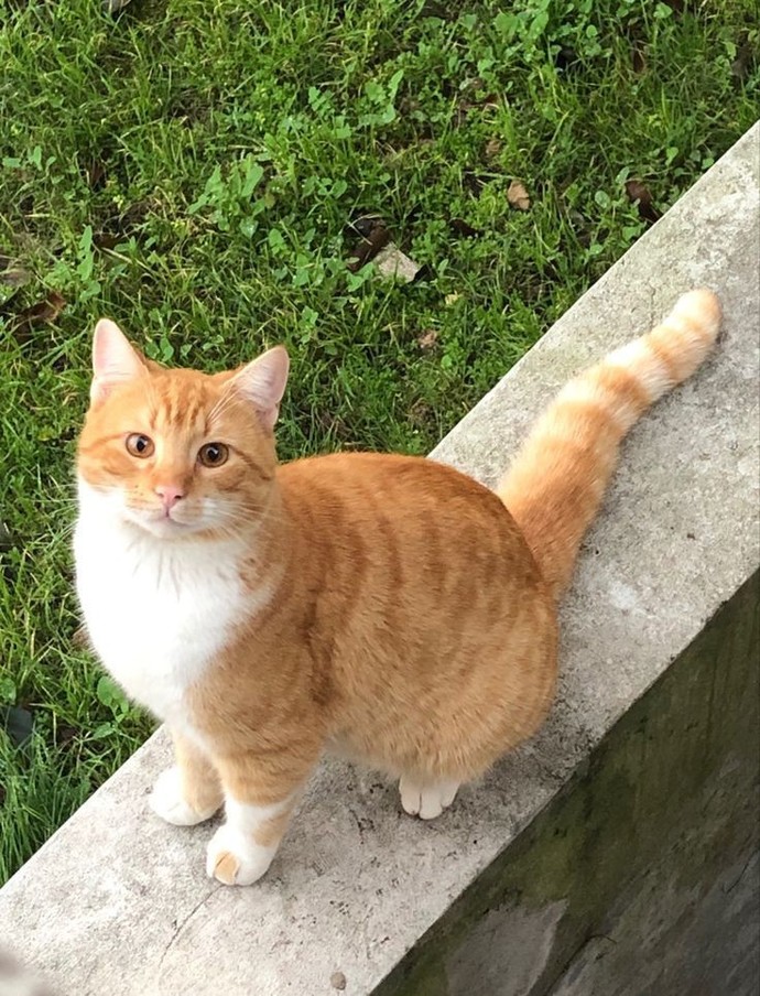 Köpek mi yoksa kedi mi?