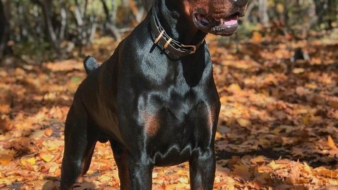 Köpek mi yoksa kedi mi?