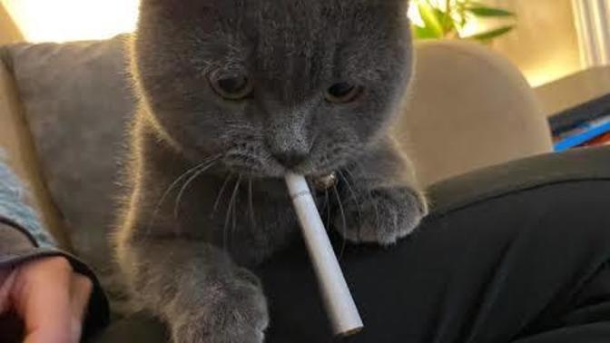Sigara kullanıyor musunuz, tahmin edeyim mi?
