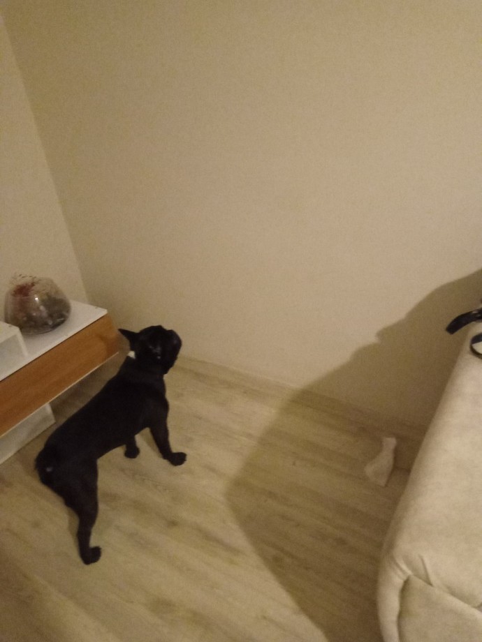 Köpeğimin sürekli bu hareketi yapması normal mi ya?