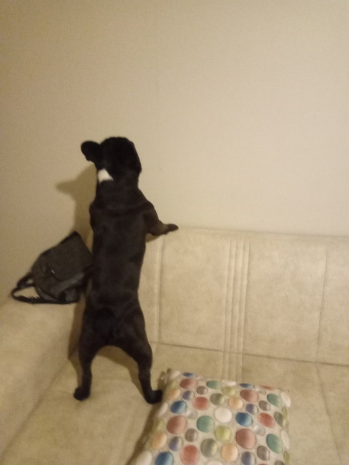 Köpeğimin sürekli bu hareketi yapması normal mi ya?