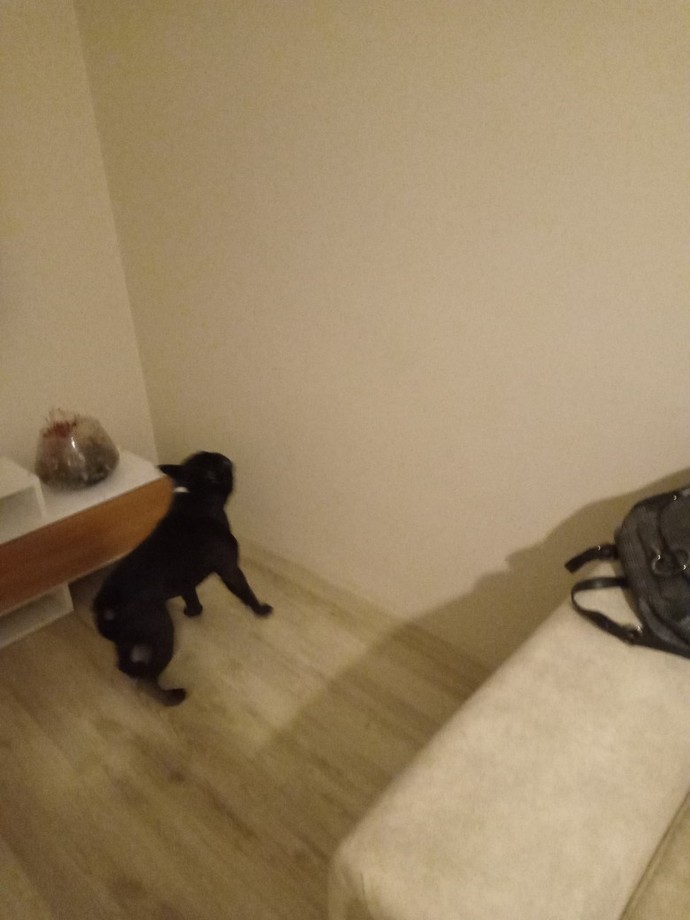Köpeğimin sürekli bu hareketi yapması normal mi ya?