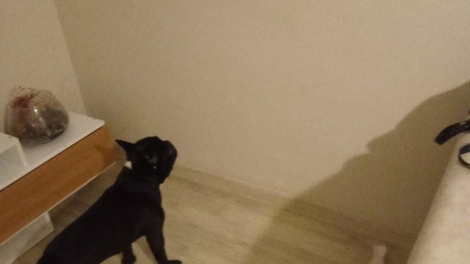 Köpeğimin sürekli bu hareketi yapması normal mi ya?