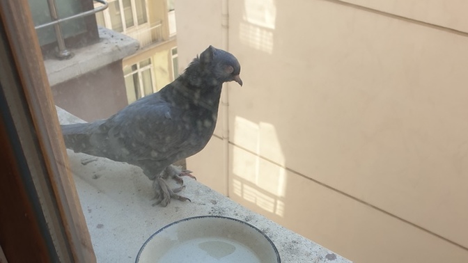 Odama hasta bir güvercin girdi ne yapmam lazım?