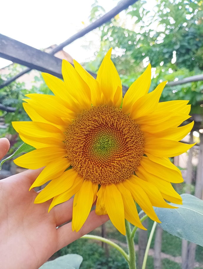 50 mp arka kamera ile çektim🌻