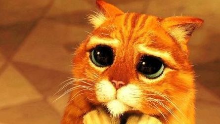Şu an kedi sahiplenmene engel olan şey nedir?