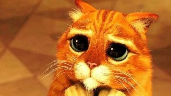 Şu an kedi sahiplenmene engel olan şey nedir?
