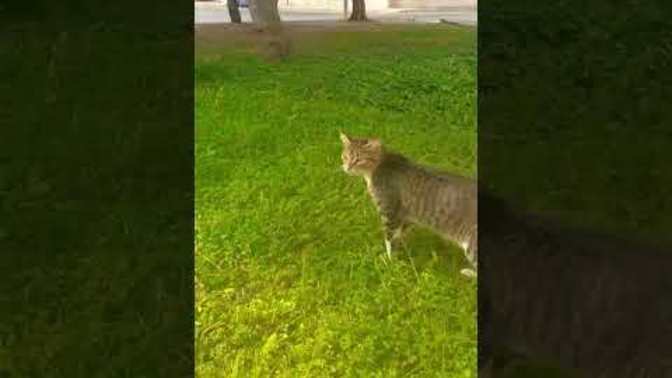 Hayvanlar da insanlar gibi aşk yaşar mı?