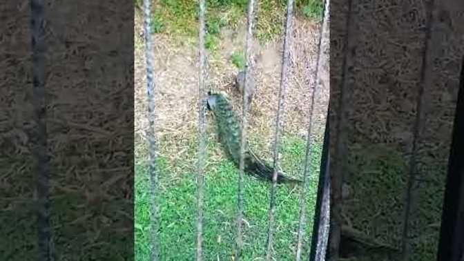 En sevdiğin hayvan hangisi?