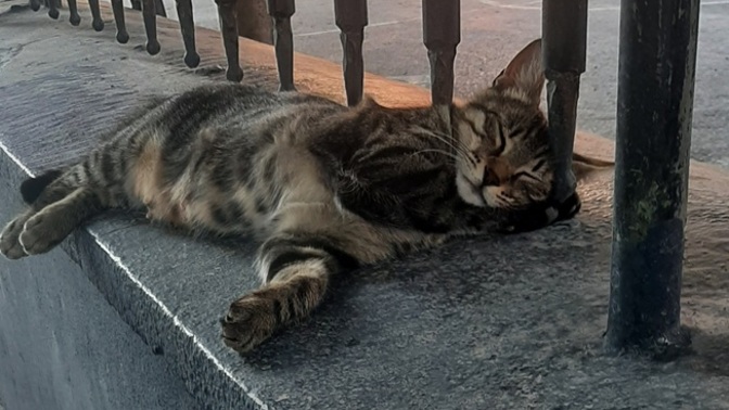 Hangi pozisyonda uyursunuz?