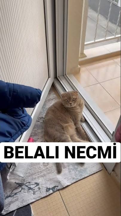 Kedim pusu kurup duruyor, niye?