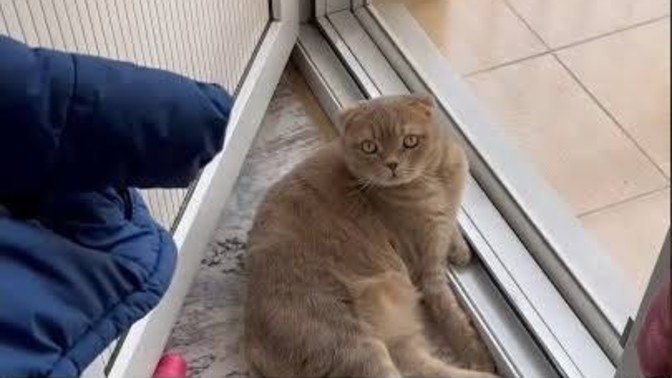 Kedim pusu kurup duruyor, niye?