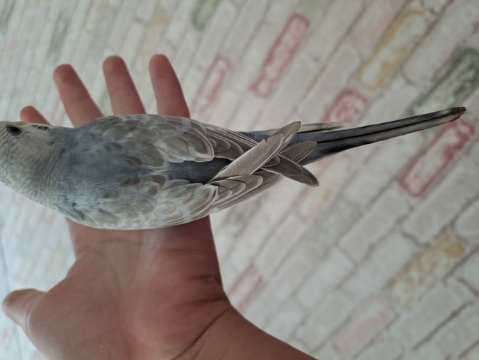 Muhabbet kuşum sadece dengine uçuyor yükseğe veya alcaga ucamiyor sizce kanadı normal mi nedeni nedir?