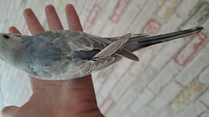 Muhabbet kuşum sadece dengine uçuyor yükseğe veya alcaga ucamiyor sizce kanadı normal mi nedeni nedir?