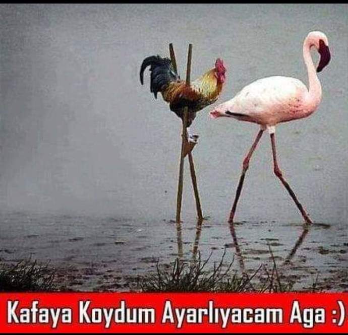 İmkansız aşklar peşinde koşar mısın?