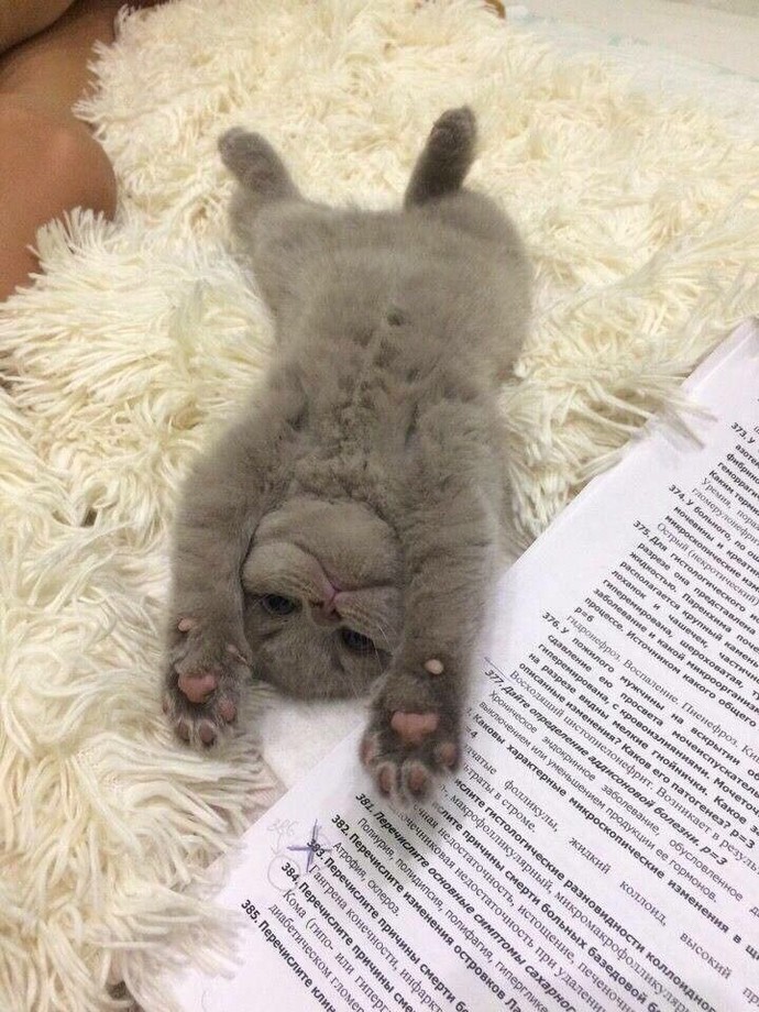 🐾🐈🐱🤎