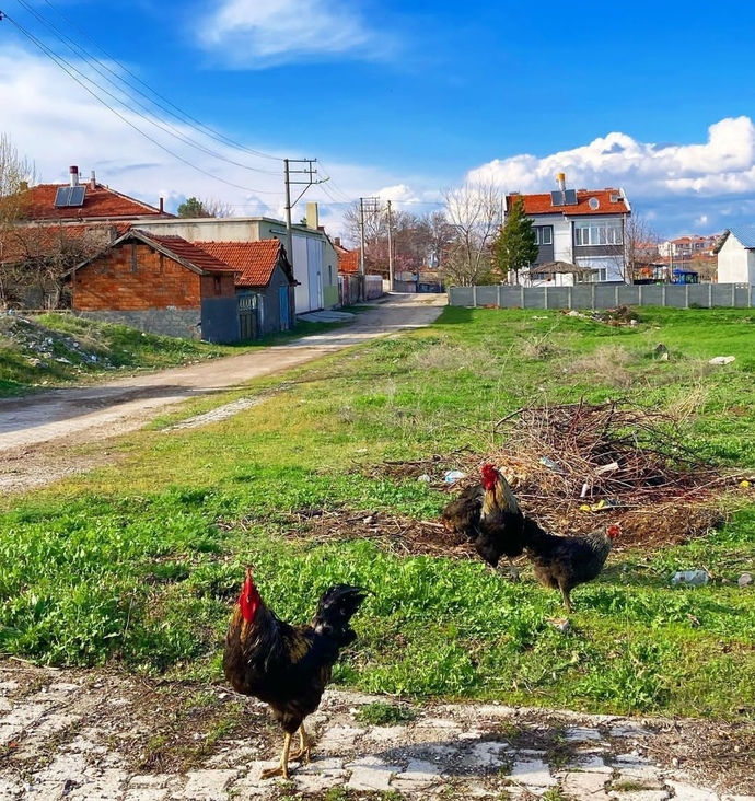 Bu gezen horozlar niye insanlara atlama gereği duyarlar😂?