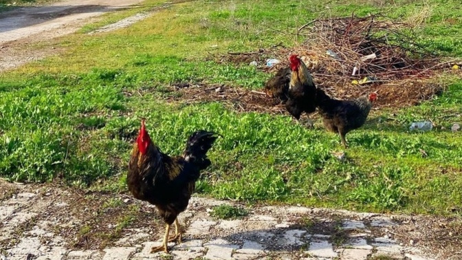 Bu gezen horozlar niye insanlara atlama gereği duyarlar😂?