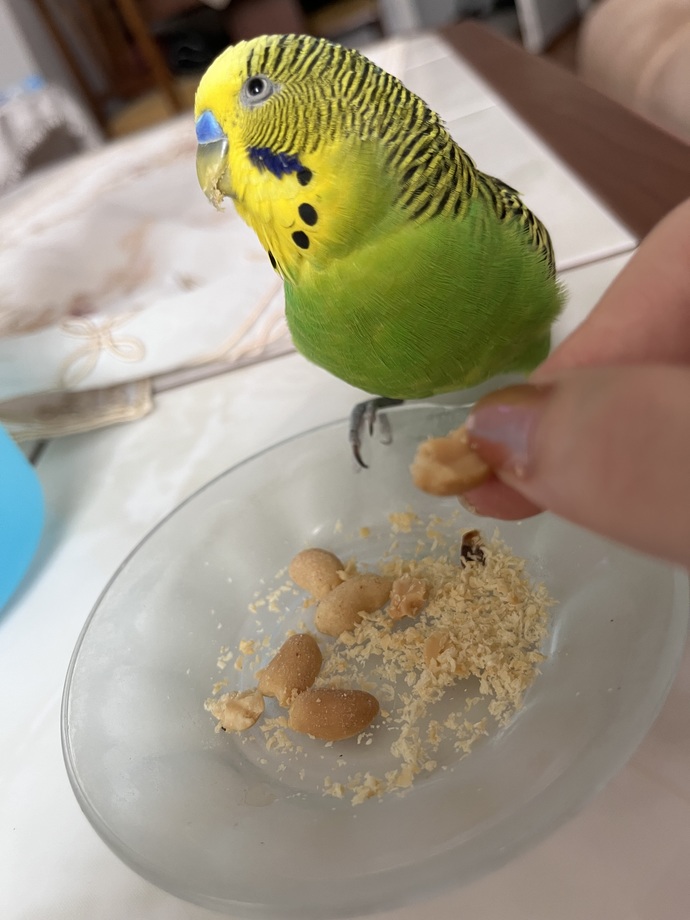 Birini ellerimizle besleyecek kadar sevmemiz ona aşık olduğumuzu mu gösterir?