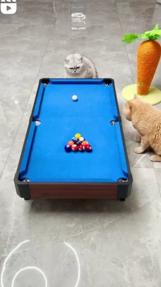 Kadınlar erkeklerden daha iyi bilardo oynayabilir mi?
