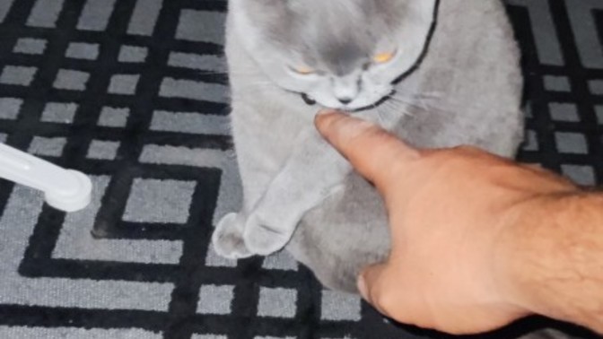 Neyin kokusundan hoşlanmıyorsun?