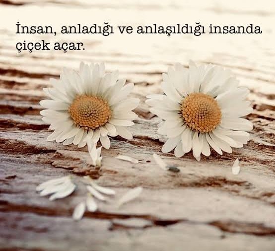 Ah papatyalar dökülmesin yaprakların, kıyamam...