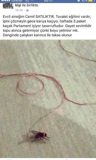 Beslediğiniz en garip hayvan ne?